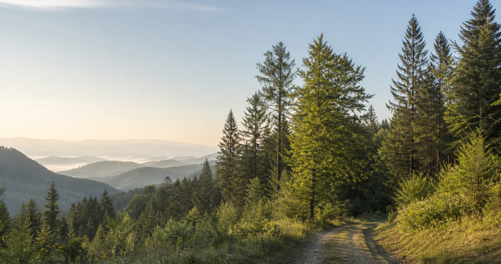 Waldweg mit Ausblick ueber bewaldete Huegel als Motiv fuer Wald und Forst.